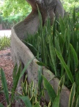 Ceiba root.JPG